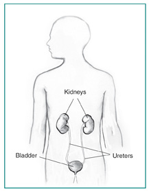 Drawing of male figure urinary tract